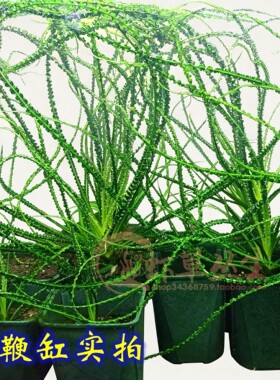 细叶龙鞭莎草缎带椒后景草水下叶
