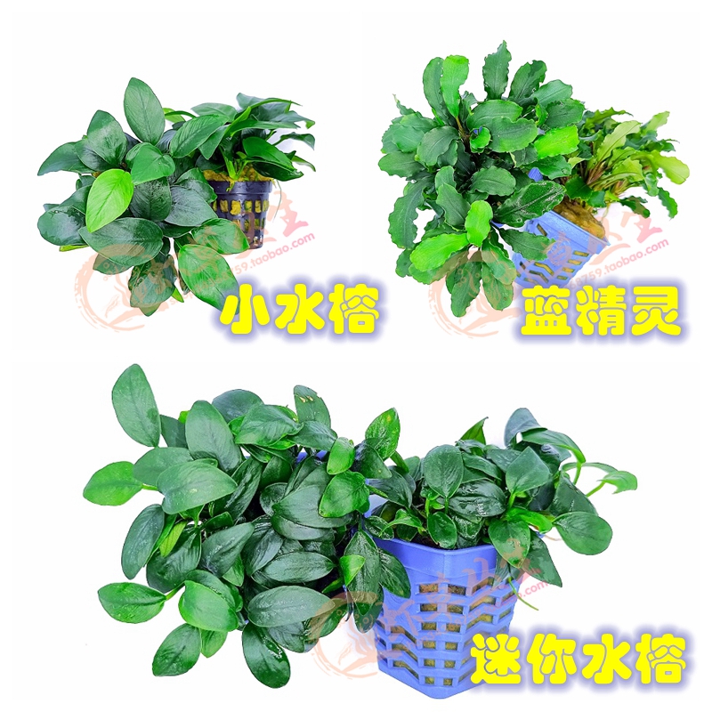 水草新手阴性草水榕辣椒榕