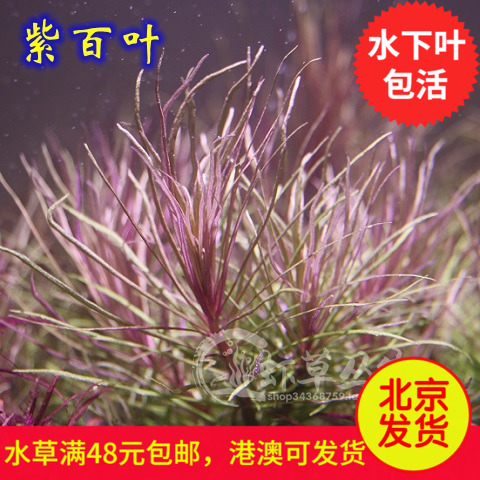 紫百叶水草/水草造景/紫色水草/后景草/水草活体/水中叶/真水草