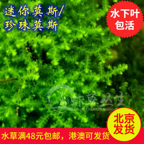 迷你莫斯/珍珠莫斯/珊瑚莫斯/莫丝moss/水草造景/水中叶/真水草