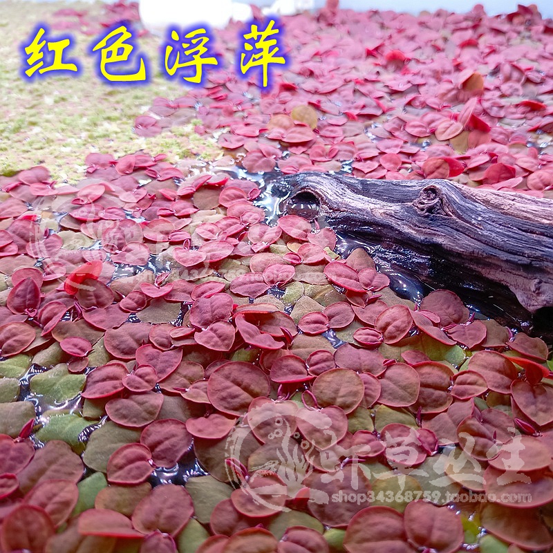 虾草丛生红毛丹浮萍满江红水草