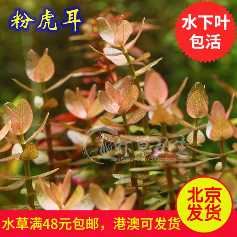 粉虎耳水草/水草造景/红色水草/中景草/水草活体/水中叶/真水草