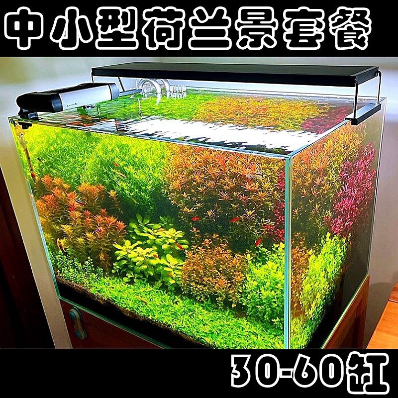 水草套餐荷兰造景新手无碳水下叶