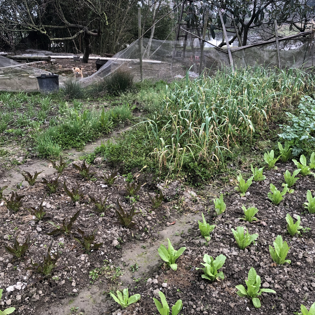 顺丰包邮农家农村露天新鲜蔬菜无农药无化肥无除草剂当季现摘孕妇