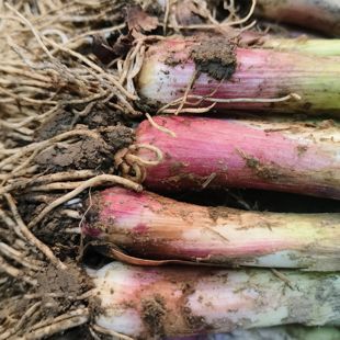 湖南农家自种红皮香蒜大蒜苗新鲜青蒜露天绿色无公害无除草剂