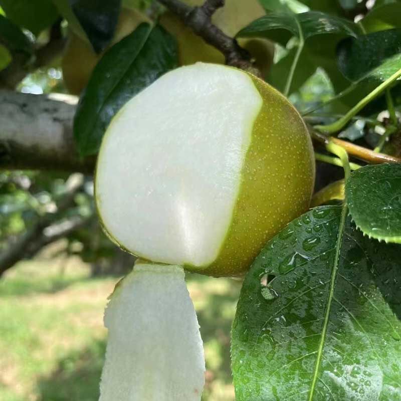 抱朴园桂林灌阳雪梨翠冠梨应季时令新鲜水果产地现摘直发鲜甜多汁
