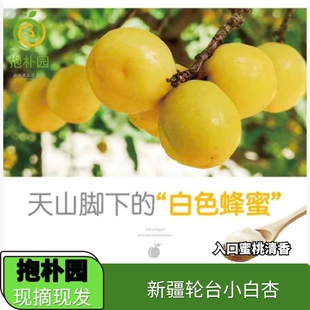 抱朴园新疆轮台小白杏应季时令新鲜水果产地现摘直发中国白杏之乡