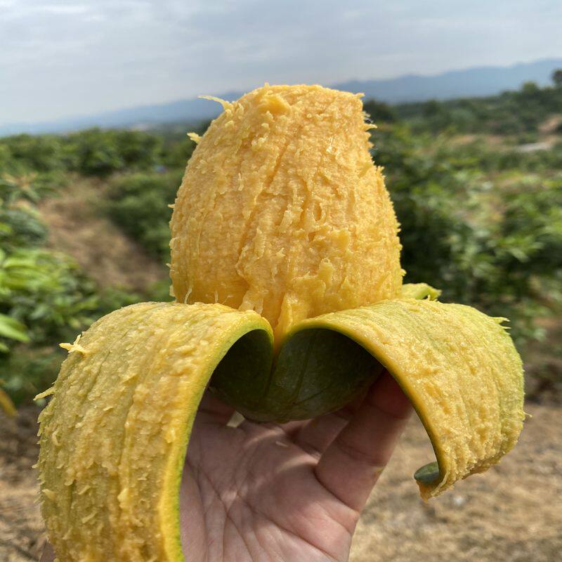 抱朴园广西百色桂七芒果应季时令新鲜水果产地现摘现发原生态