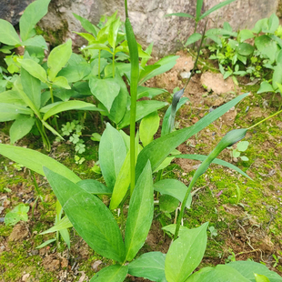 野生滴水珠中药材一粒珠石半夏种球一枝花五滴珠独龙珠蛇珠种籽