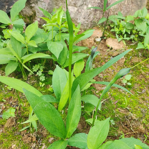 野生滴水珠中药材一粒珠石半夏种球一枝花五滴珠独龙珠蛇珠种籽