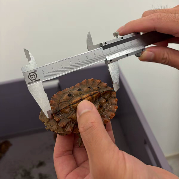 精养枯叶龟观赏动物精选网红