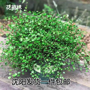 沈阳千叶吊兰盆栽烘焙蛋糕装饰摆盘花草室内净化空气植物垂吊绿植