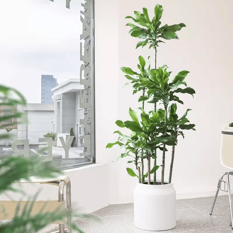 螺纹铁植物大盆栽轻奢室内大型落地绿植客厅开业乔迁绿色好养真花