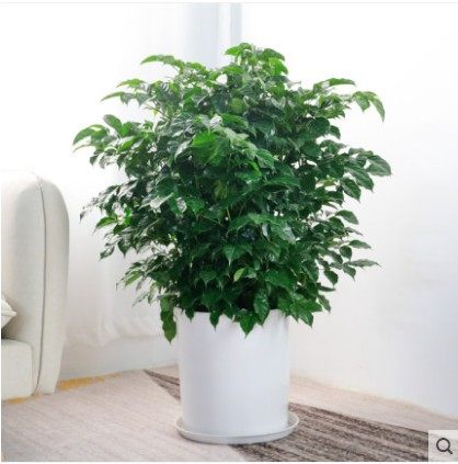 花禧林绿宝树幸福树大型盆栽客厅公司植物吸甲醛净化空气绿植