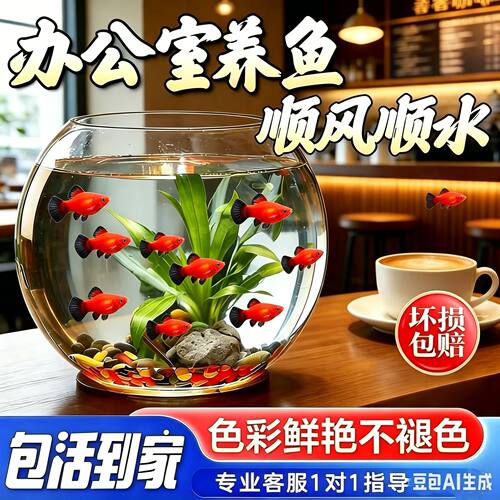 米奇小型皮球胎生小鱼热带观赏鱼热带鱼玛丽孔雀鱼耐活好养月光