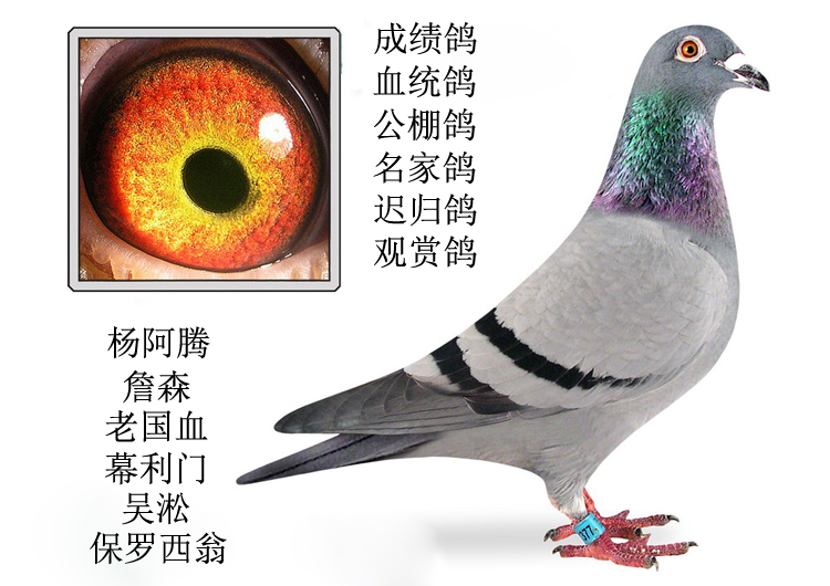 全国发货，发货过程中出现死亡，卖家退款或者重新补发，邮费由买家承担.本地免收包装费。