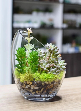 透明玻璃花瓶多肉植物栽