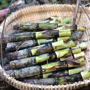 陶山甘蔗绿皮甘蔗青皮甘蔗种子顶部带叶子12段3-4芽