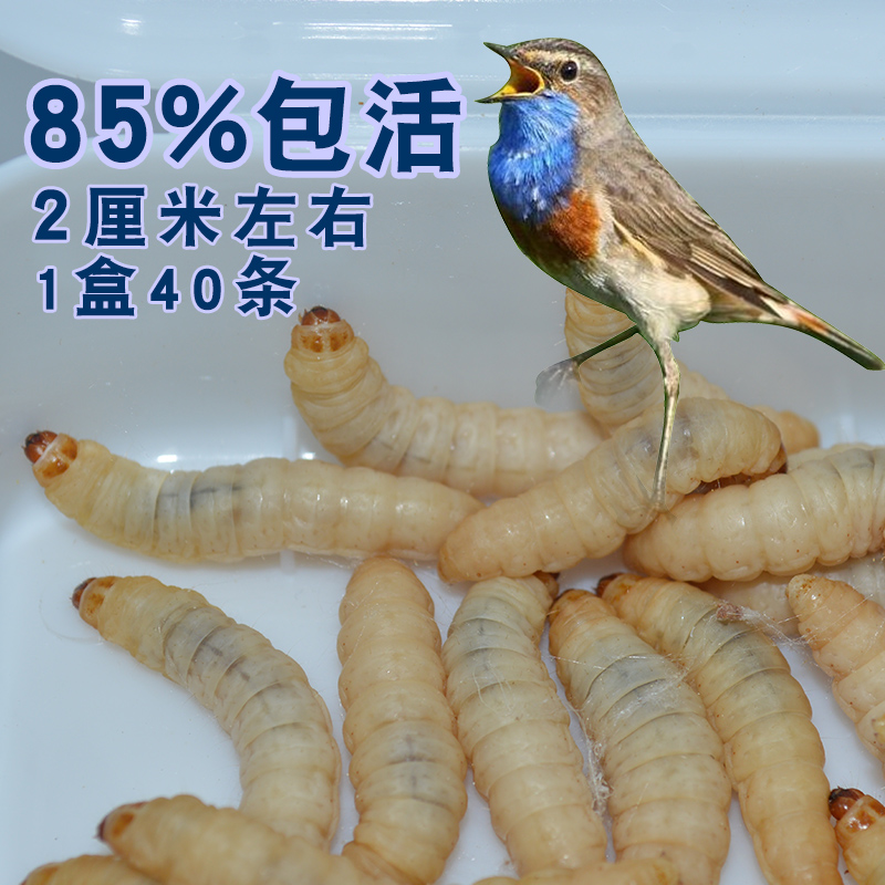 大号玉米虫活体葡萄糖虫画眉鸟食钓鱼靛颏蜜袋鼯饲料提性上膘包邮