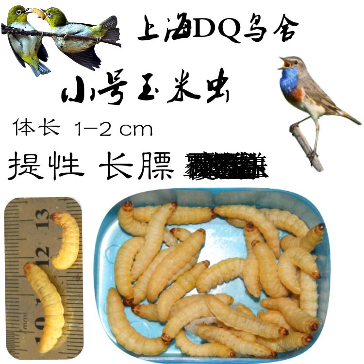 中小玉米虫活虫蜜虫绣眼鸟食靛颏红蓝灯蜜袋鼯活体营养饲料葡萄虫