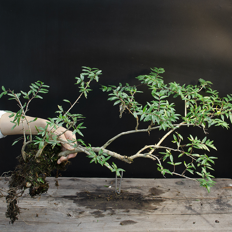 鱼缸水培植物造景绿植室内净水质