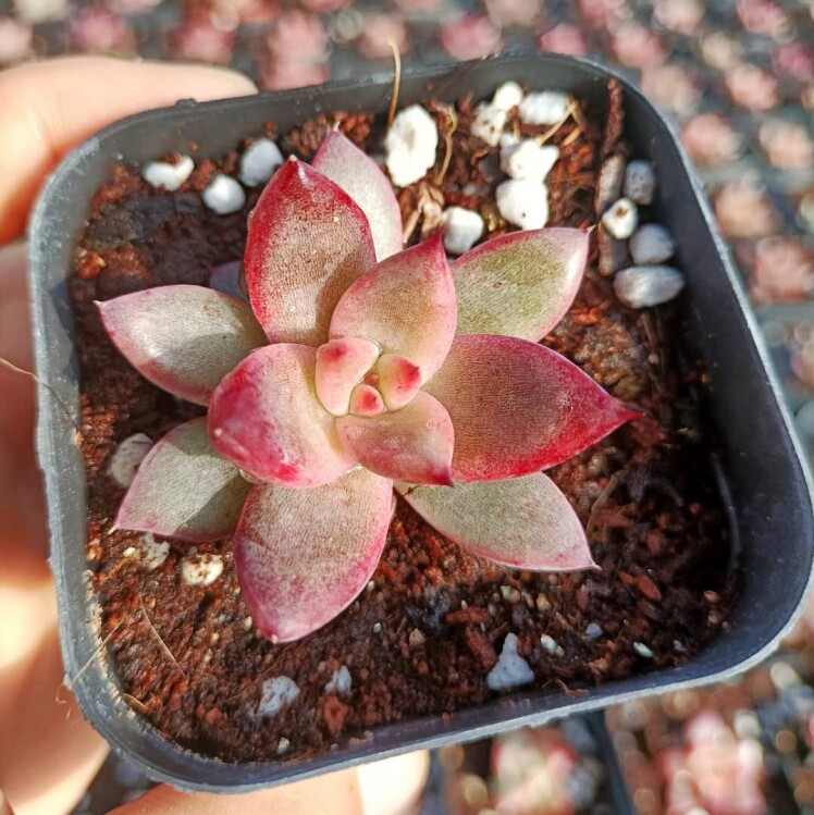 山东12年老店新品种多肉罗卡多肉植物肉肉盆栽防辐射净化花卉绿植