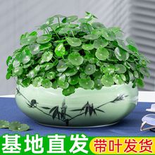 带叶铜钱草小绿植水培植物四季好养土培室内盆栽大叶金钱草铜钱草
