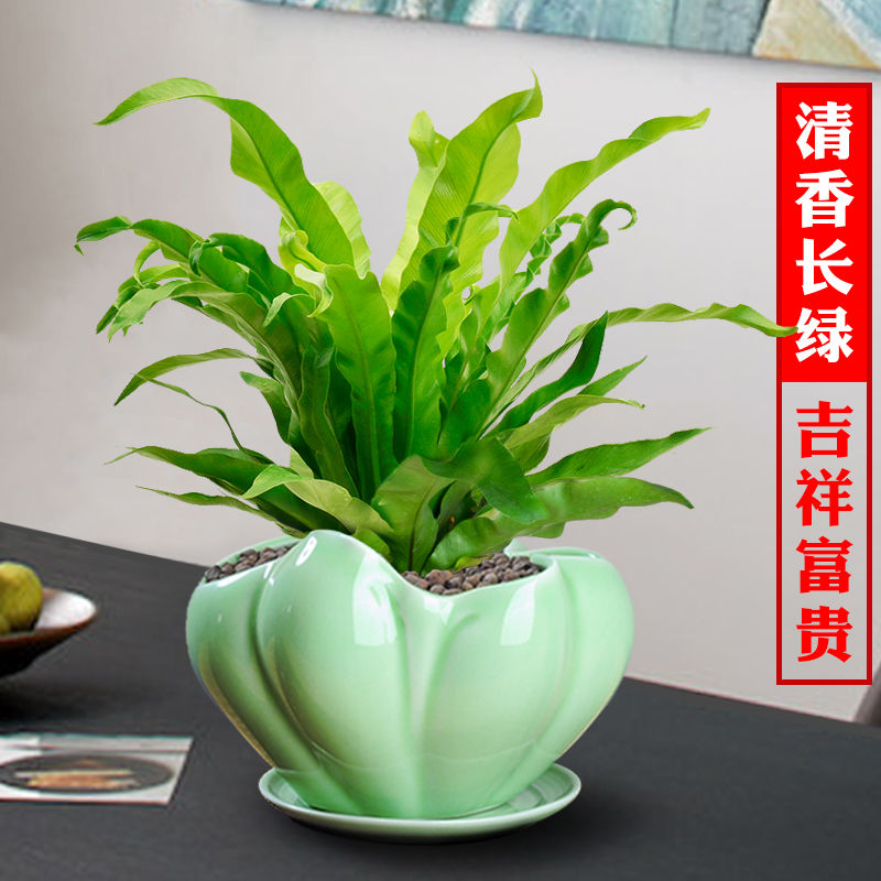 鸟巢蕨盆栽玻璃水培植物办