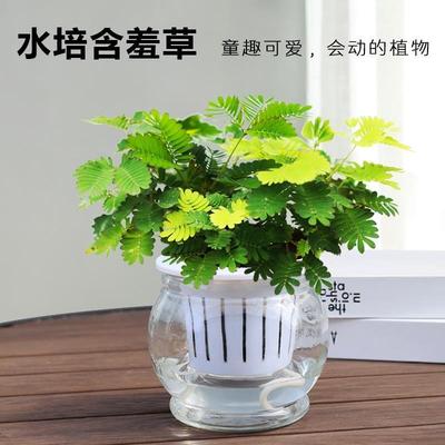 含羞草盆栽室内阳台小植物