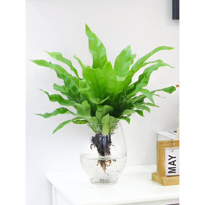 水培植物鸟巢蕨室内办公桌