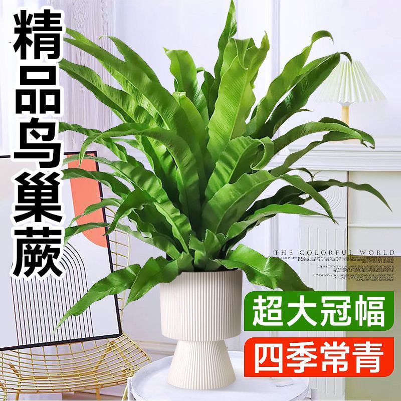 鸟巢厥盆栽蕨类客厅植物办