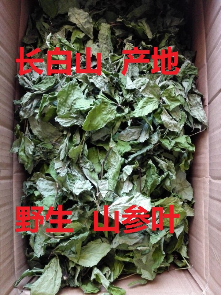 长白山野生人参叶林下参叶 非种植.山参叶子50克包邮新货
