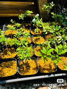 鑫之炎/原生日本皋月杜鹃小苗练手一年苗 盆景盆栽素材苗新手苗