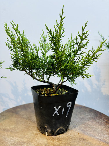 原生系鱼川童子功盆景