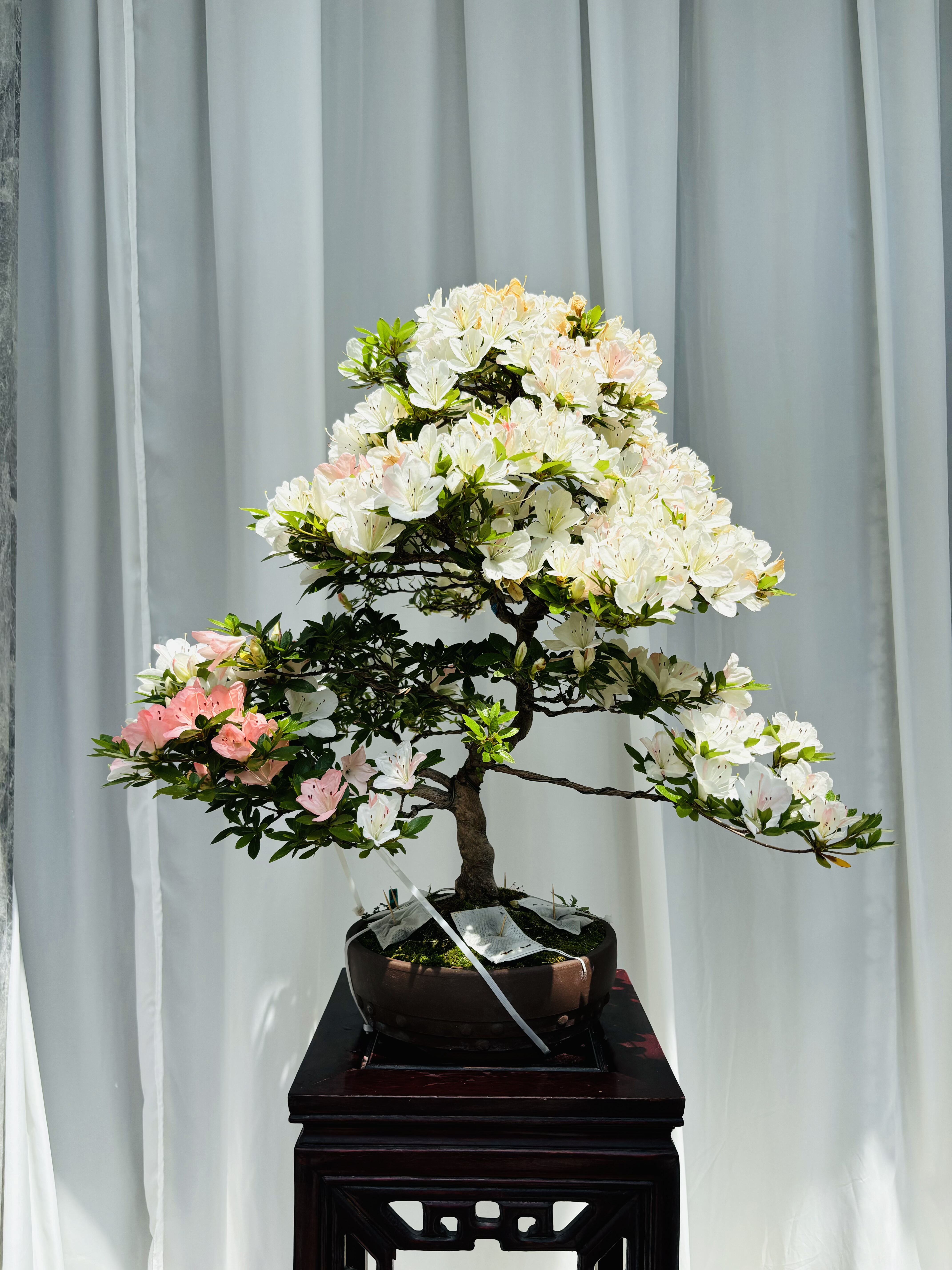 鑫之炎/日本皋月杜鹃鹤翁明美菊姬好月日之丸碧空鸨羽惠美咲绢姬