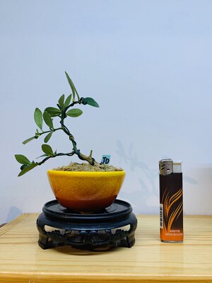 木木三/原生茶台小品豆盆造型盆景 办公桌书桌摆件小精品拇指盆景