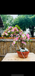 鑫之炎原生日本皋月杜鹃明美鸨惠熏风八咫碧空好月鸨羽惠彩姬红姬