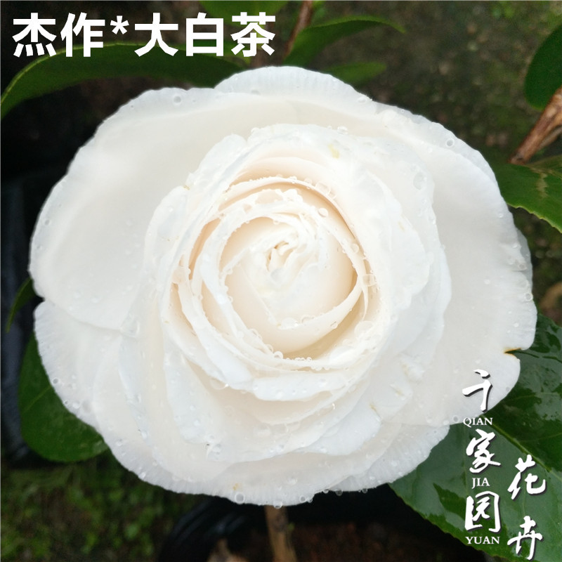 白色巨型树苗绿植庭院花卉阳台