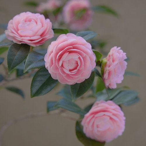 绿植四季客厅阳台广东花卉植物
