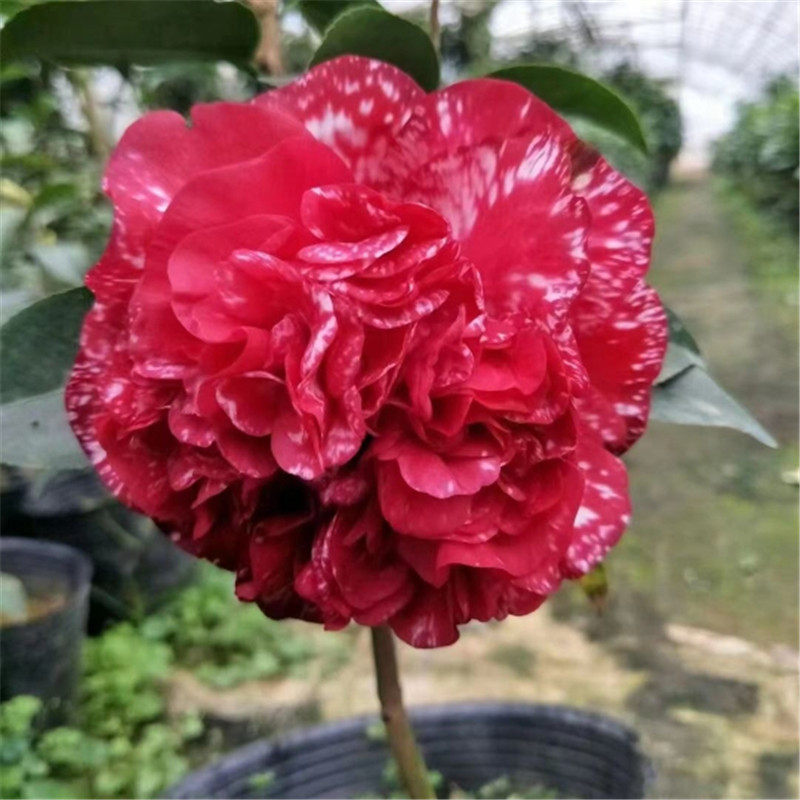 云斑大元帅茶花纯色大元帅茶花盆栽树苗花卉绿植阳台庭院四季常绿