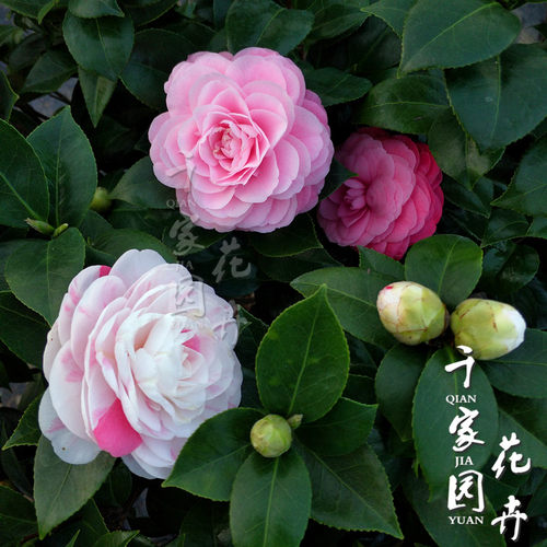 十八学士茶花盆栽植物白底