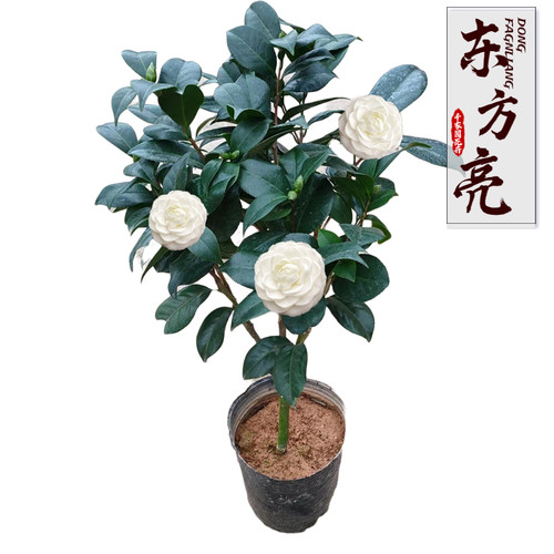 雪晶白色茶花阳台庭院绿植