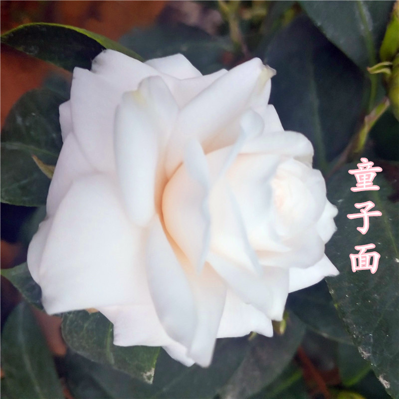 【童子面】福建童子面茶花盆栽白带粉名贵品种花卉绿植开花阳台