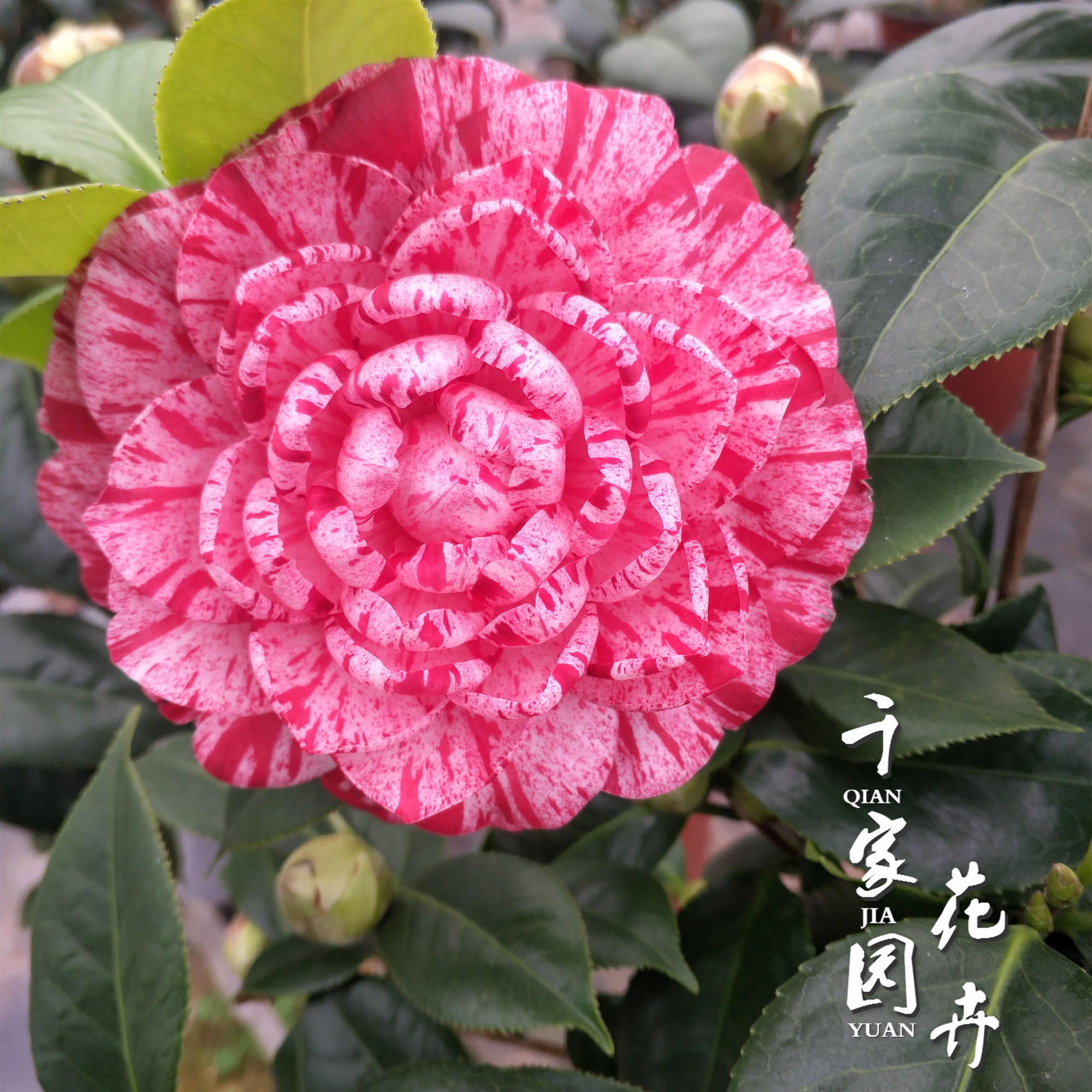 稀有品种嫁接山茶四季常绿植物