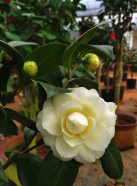 【黄达】茶花苗盆栽黄色茶花绿植花卉名贵品种阳台庭院客厅名贵