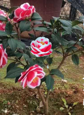 【友之浦】茶花苗盆栽玉之浦山茶花太阳茶花苗花卉阳台窗台庭