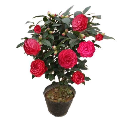 六角大红茶花价格 六角大红茶花图片 星期三