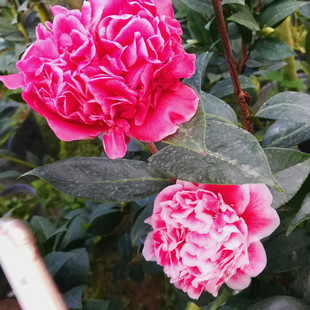 【龙火珠】茶花花卉茶花盆栽品种山茶花树苗名贵绿植阳台庭院