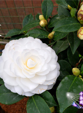 【白玉丹】纯洁白色茶花盆栽树苗白赤丹茶花绿植盆栽带苞山茶花