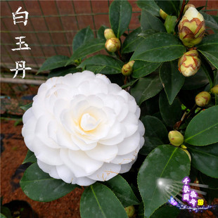 纯洁白色茶花盆栽树苗白赤丹茶花绿植盆栽带苞山茶花 白玉丹